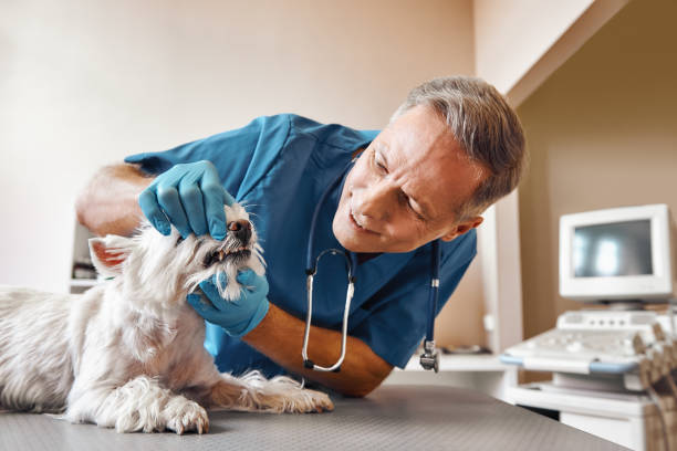 Best Emergency Wisdom Teeth Removal in Tigerville, SC